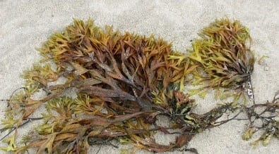 Seaweed Endometriosis Treatment