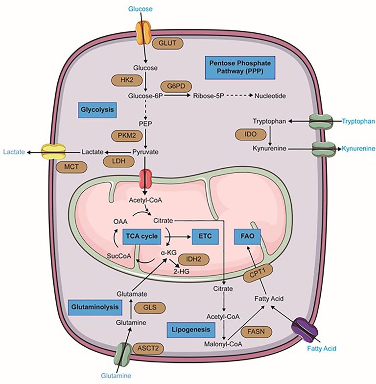 Endometriosis Treatment Targets: Emerging Metabolic Hallmarks & Therapeutic Strategies